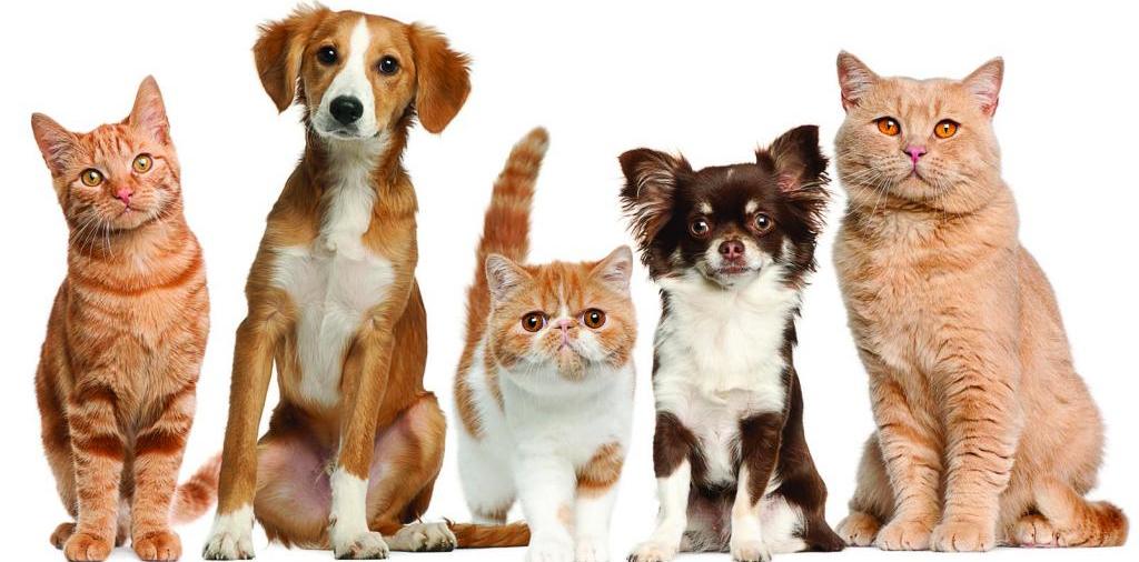 Доска объявлений о животных | ЗооТом - продажа, вязка и услуги для животных в Березниках