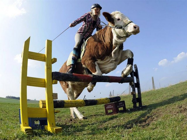 Статьи о коровах в Березниках | ЗооТом портал о животных