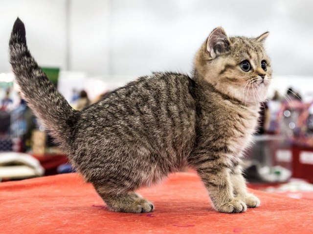 Породы кошек в Березниках | ЗооТом портал о животных