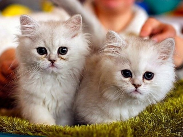Породы кошек в Березниках | ЗооТом портал о животных