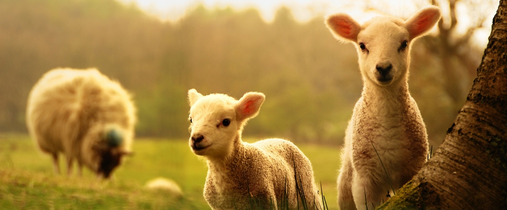 Объявления о сельскохозяйственных животных | ЗооТом - продажа, вязка и услуги для животных в Березниках