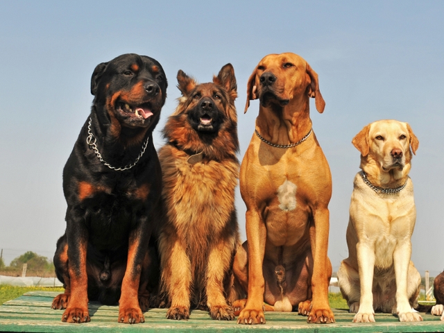 Крупные породы собак в Березниках | ЗооТом портал о животных